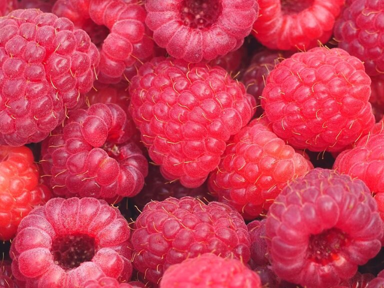 Food Labeling for Health Claims: Nutrient Content and Functional Benefits